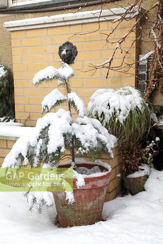 Little abies and Carex morrowii 'Variegata' in pots in winter, wall fountain behind- Welsch Garden, Berlin, Germany