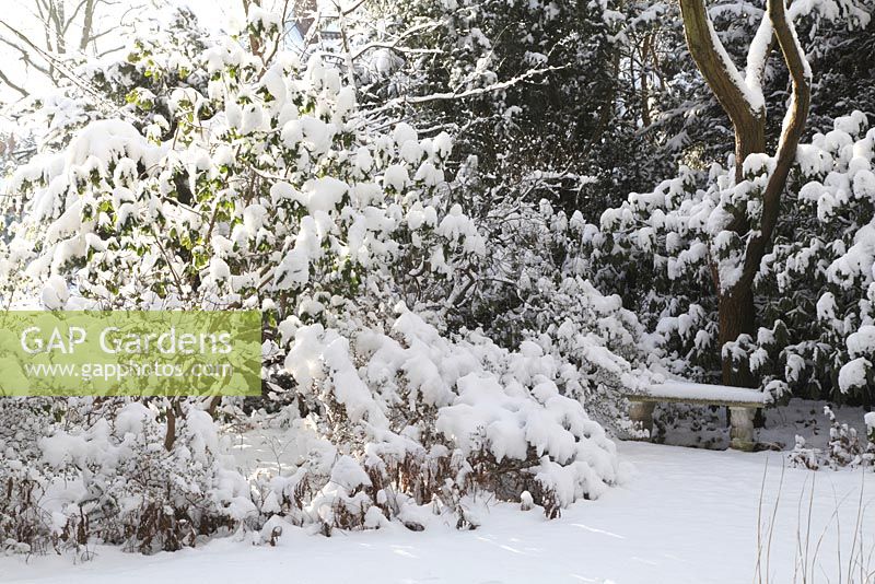 Groups of rhododendrons form a winter silhoutte next to lawn - Welsch Garden, Berlin, Germany