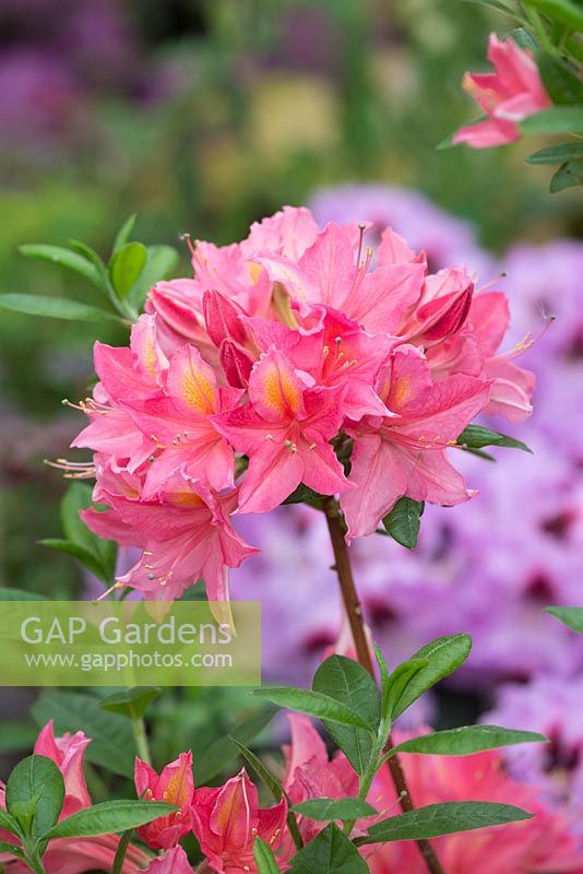 Rhododendron 'Jolie Madame' 