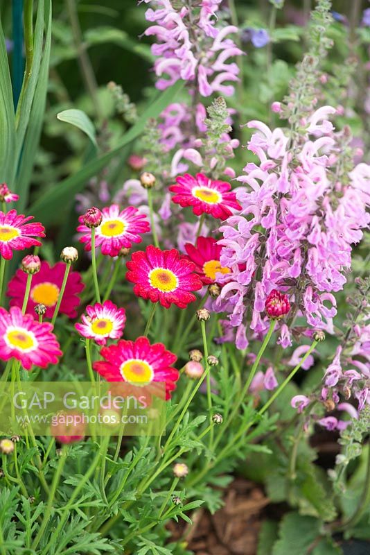 Argyranthemum Frutescens 'Meteor Red'  and Salvia pratensis 'Pink Delight 