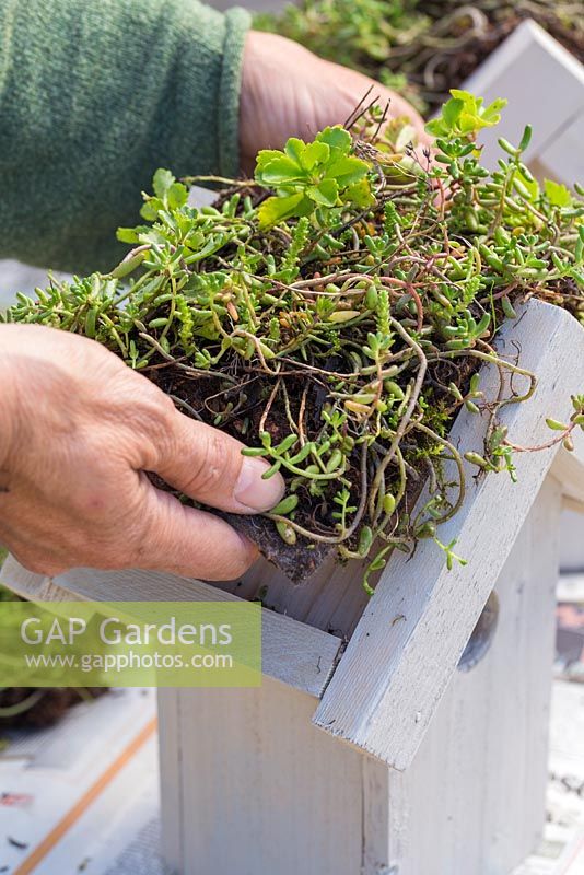 Cut Sedum matting to fit perfectly inside the roof of your bird house