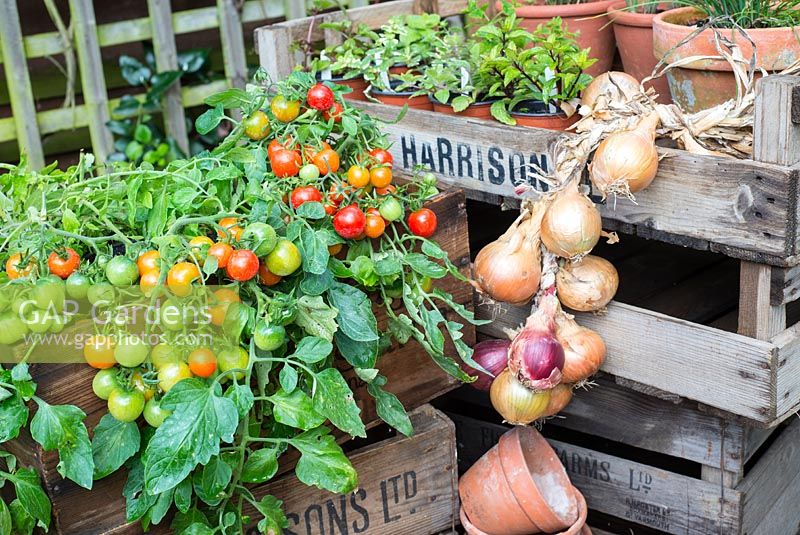 Garden corner with Tomatoes, outdoor type, 'Tumbling Red', displayed in vintage wooden crates with string of maincrop onions
