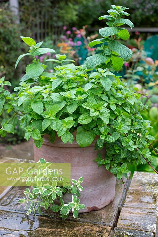 Terracotta planter on small patio, planted with various varieties of Mint.