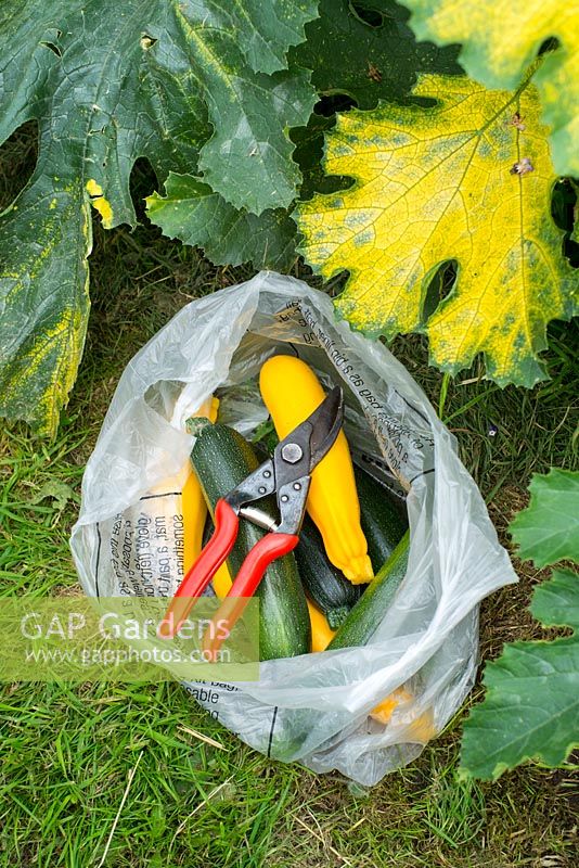 Freshly picked courgettes in supermarket plastic bag, ready to give to family and friends.