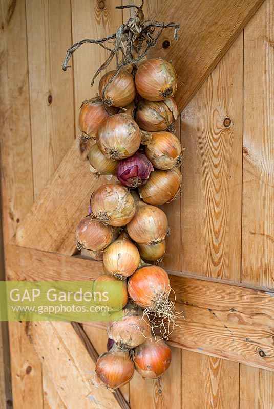 String of maincrop onions, plaited and hanging on shed door.