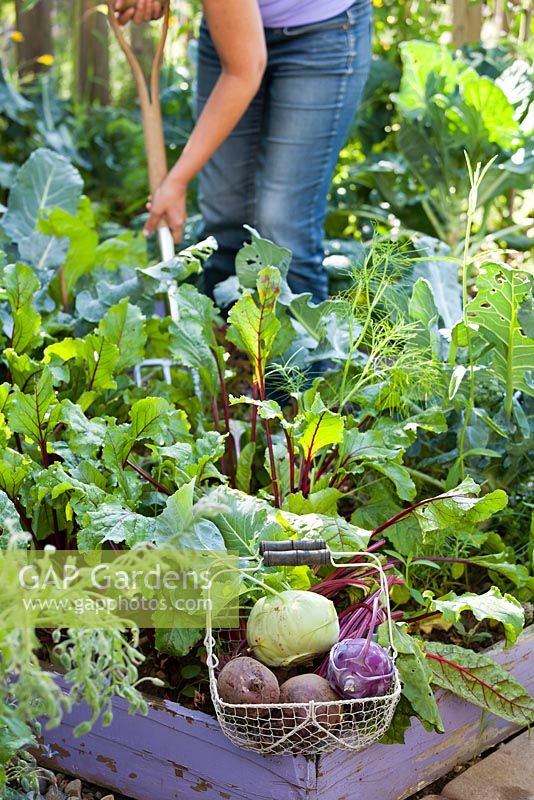 Trug of harvested vegetables - kohlrabi, beetroots. Woman working in the garden.