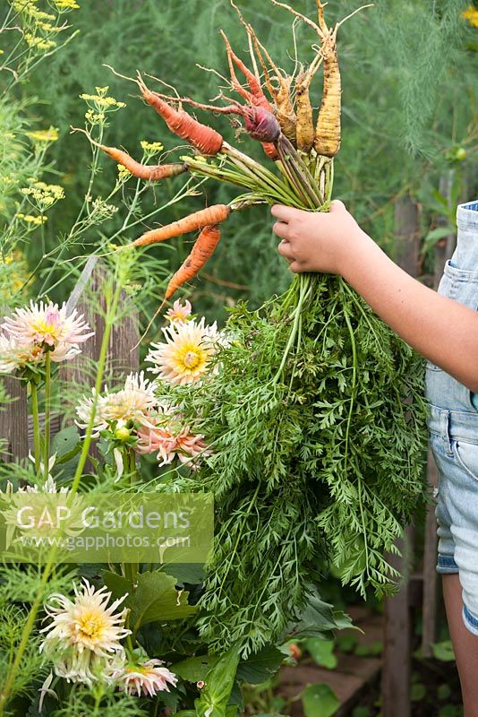 Girl with bunch of carrots.