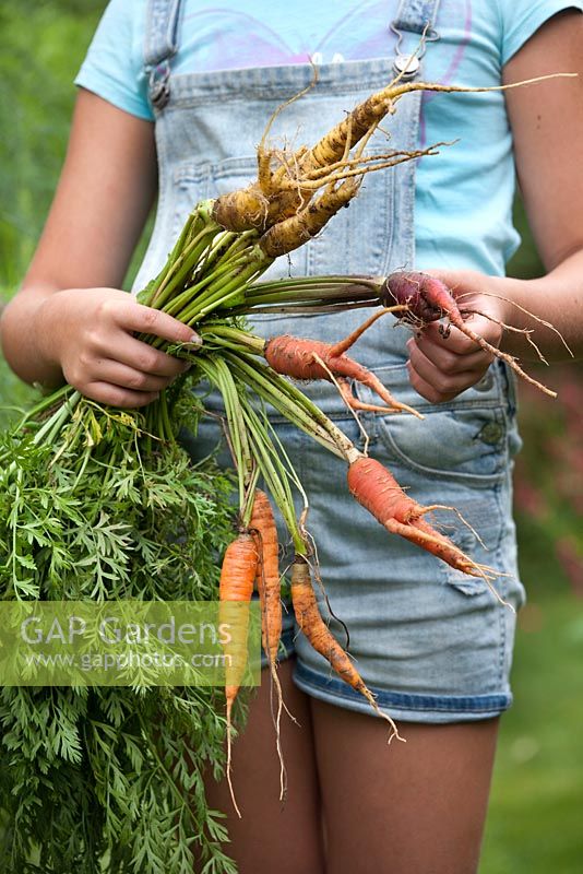 Girl with a bunch of freshly lifted carrots.