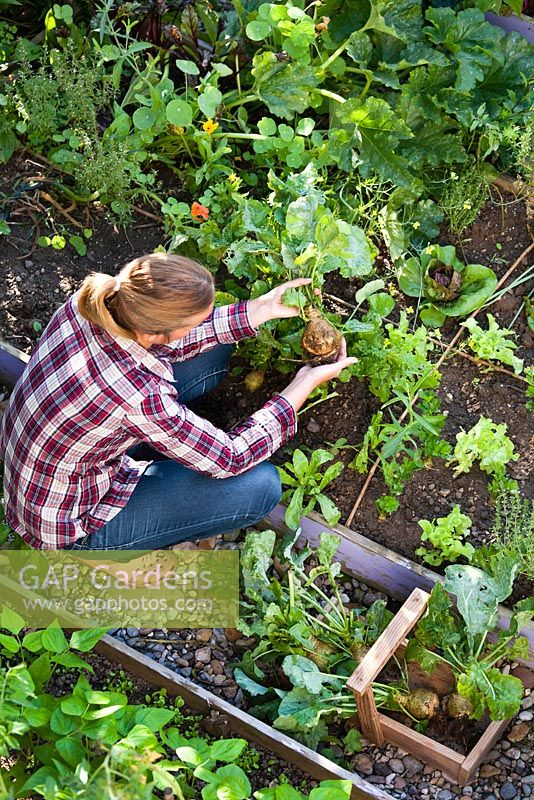 Woman harvesting swedes - Brassica napus var. napobrassica.