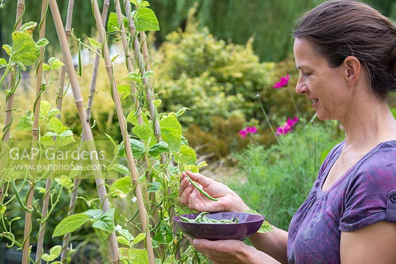 Woman harvesting Phaseolus vulgaris 'Blue Lake' - French beans