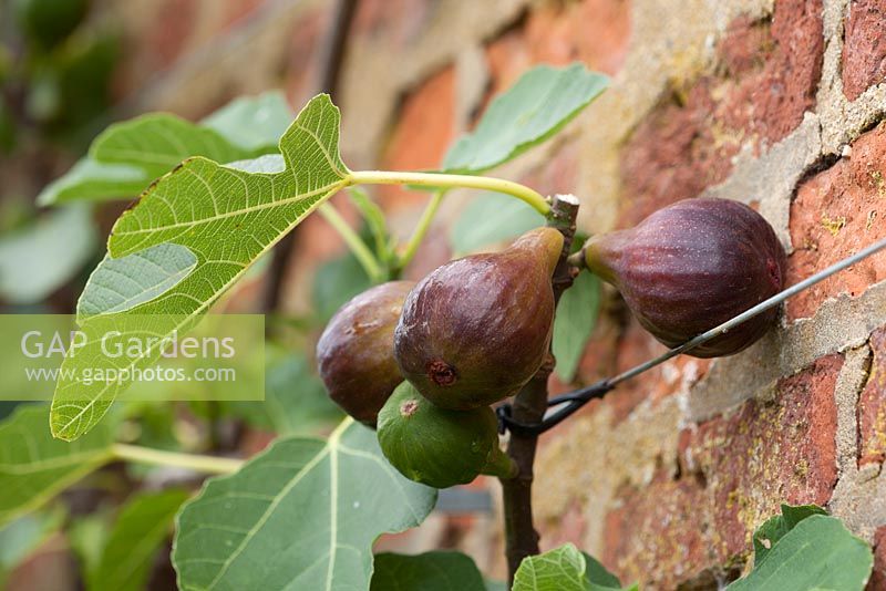 Ficus carica - fig