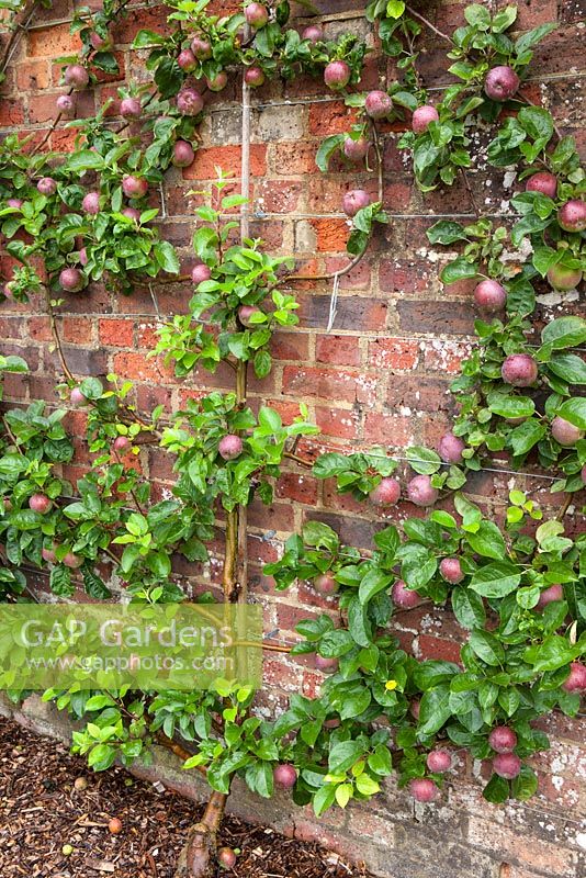 Malus - espaliered apple tree - apple spartan m26 trained as a spiral against the brick wall in the walled vegetable garden