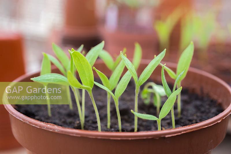 Aubergine 'Black Beauty' - Solanum melongena seedlings