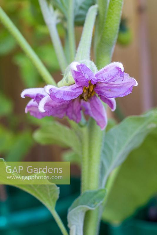 Solanum melongena - Developing flower of Aubergine 'Black Beauty' 