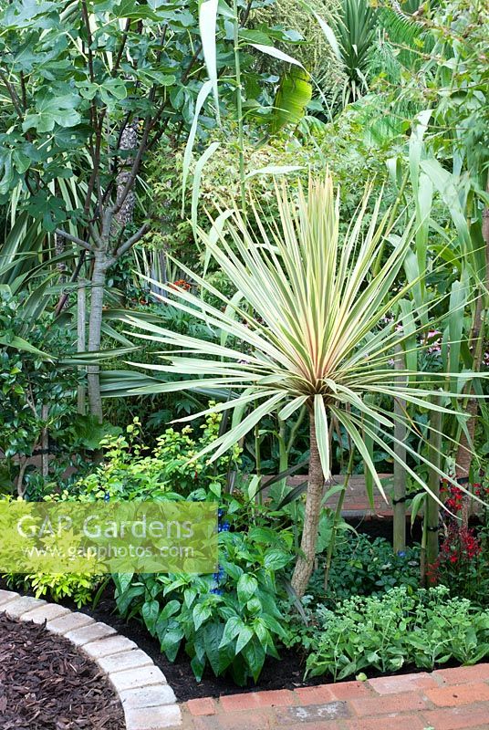 Cordyline australis 'Torbay Dazzler' underplanted with blue Salvia and Sedum, Ficus tree in background