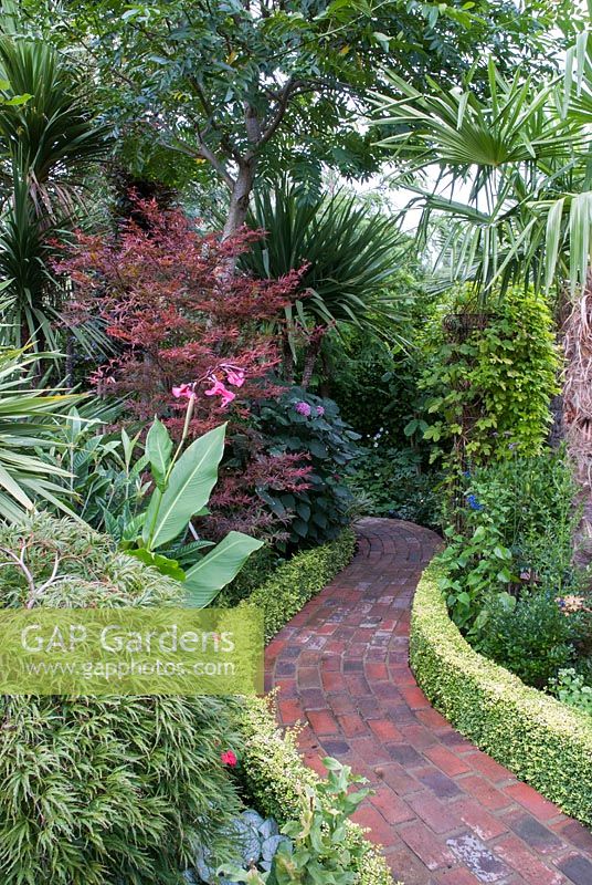 Acer palmatum 'Beni Otake' with Clerodendron bungei and pink flowers of Canna iridiflora, border lined with clipped hedge of Lonicera nitida 'Baggesen's Gold', brick path curved path