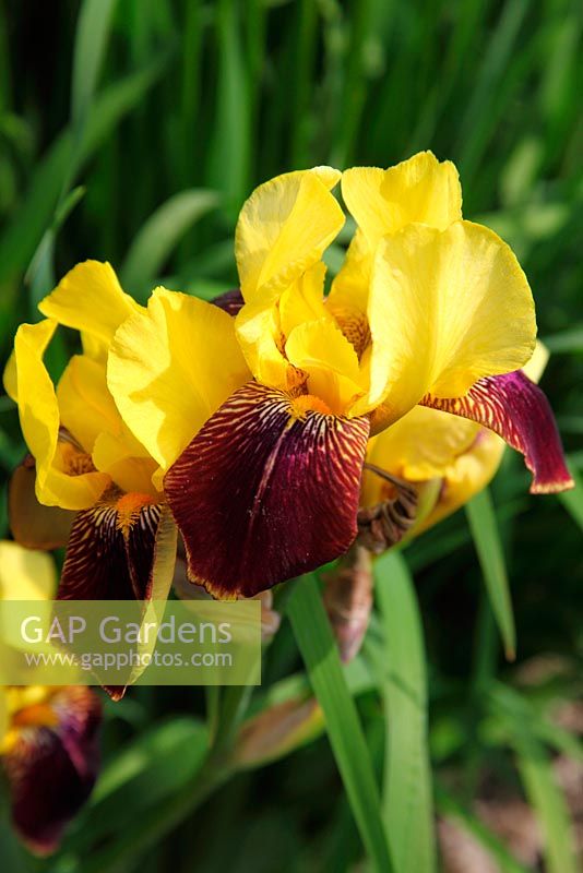 Iris 'Rajah' close up of flower