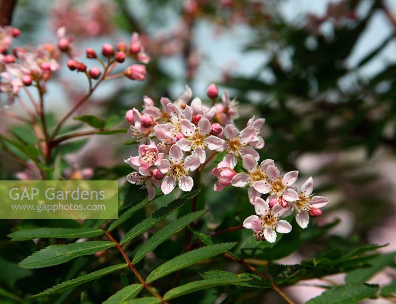 Sorbus cashmiriana 'Rosiness' close up of flower 
