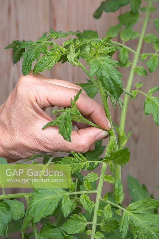 Pinching out side shoots of Tomato 'Chocolate Cherry' - Lycopersicon lycopersicum