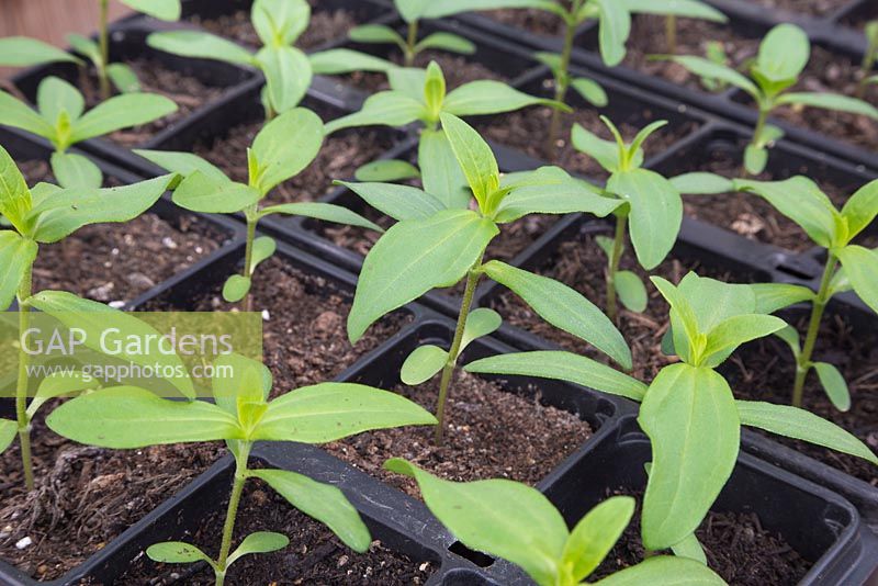 Growth development of Zinnia seedlings