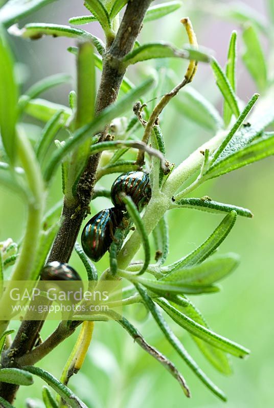 The Rosemary Beetle - Chrysoline americana, feeds on the foliage of Rosemary and other aromatic herbs, such as Lavender, sage and thyme.