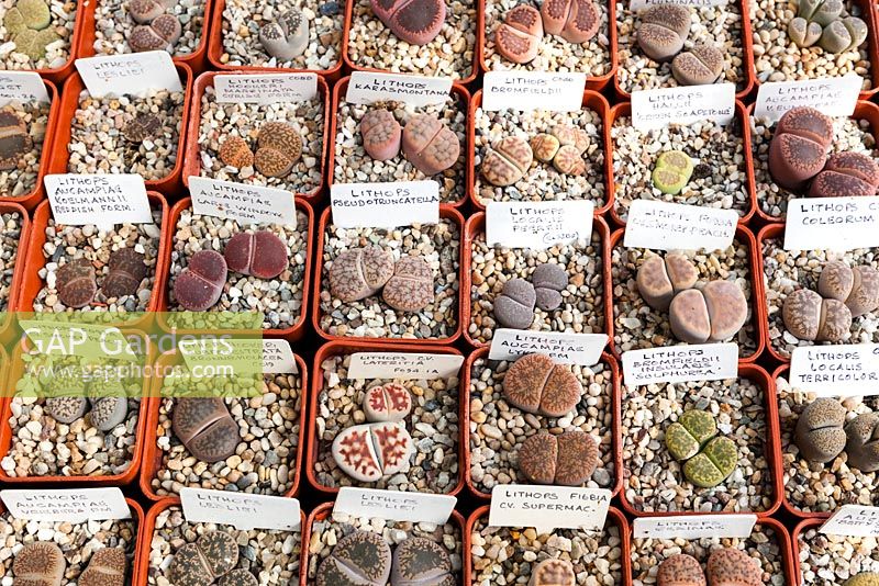 Collection of Lithops