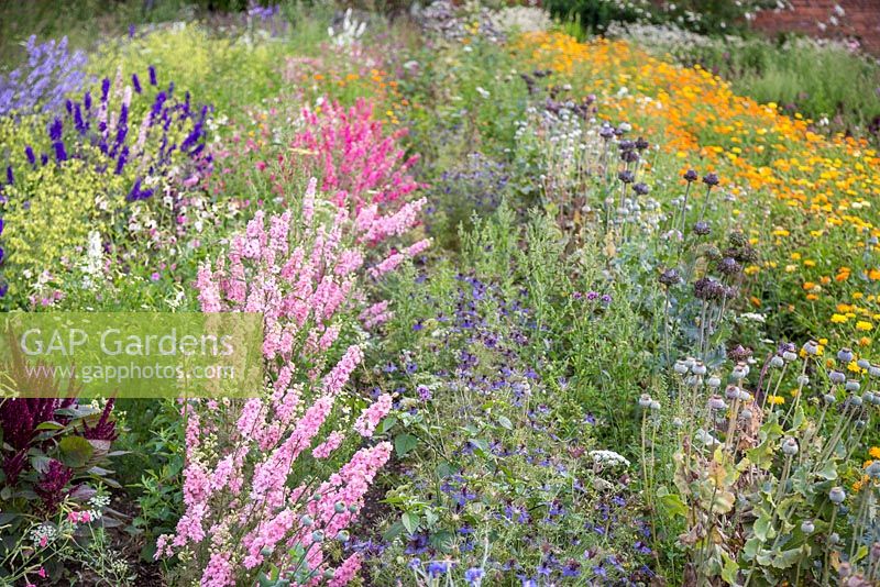 Overview of cutting garden displaying rows of Larkspur, Nigella damascena, Poppy seedheads and Calendula