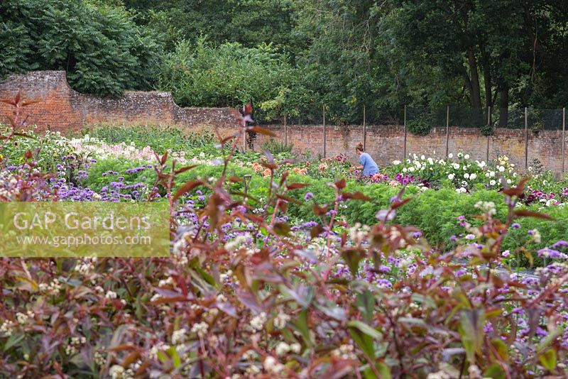Sheree King cutting a bunch of Dahlias in the distance