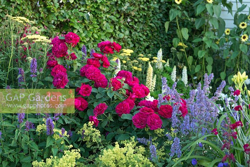 Just Retirement: A Garden For Every Retiree. RHS Hampton Court Palace Flower Show 2015. Rosa 'Darcey Bussell' with Alchemilla mollis, nepeta and achilleas.