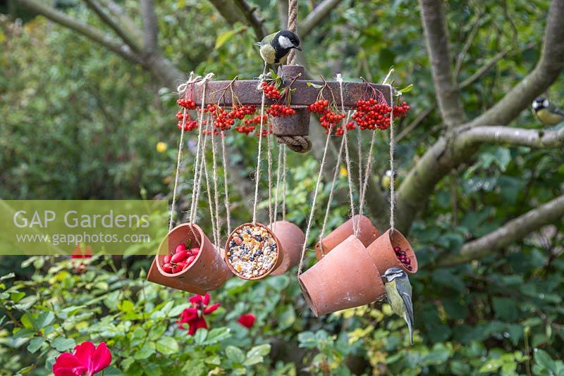 Cyanistes Caeruleus - blue tit and Parus Major - great tit feeding. A weathered metal wheel bird feeder featuring hanging terracotta pots offering a variety of berries and seeds for the birds, decorated with Pyracantha berries