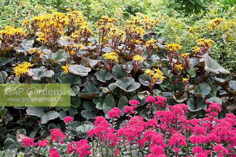 Ligularia 'Britt Marie Crawford' with Sedum 'Red Cauli' - RHS Garden, Wisley, Surrey
