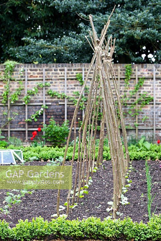 Willow plant supports in vegetable garden. Walled kitchen garden - Late April - Kew Gardens, London, UK