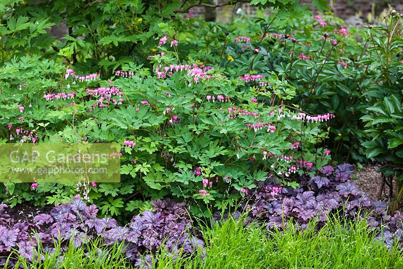 Dicentra spectabilis - Lamprocapnos spectabilis, Heuchera 'Blackberry Jam' - Late April - Kew Gardens, London, UK