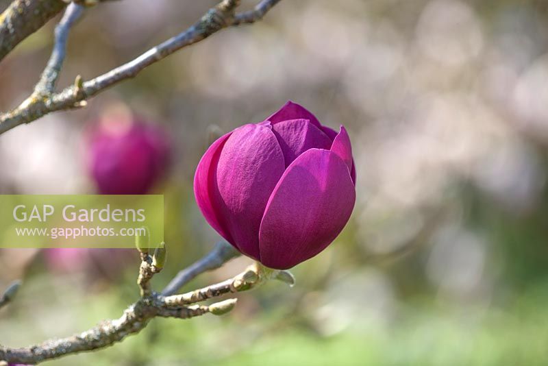 Magnolia 'Black Tulip Jurmag1' 