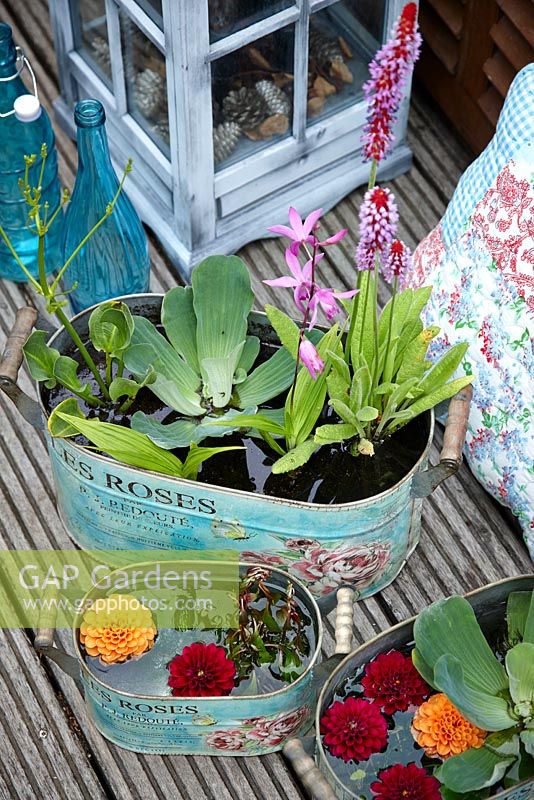Aquatic plants in containers on decking