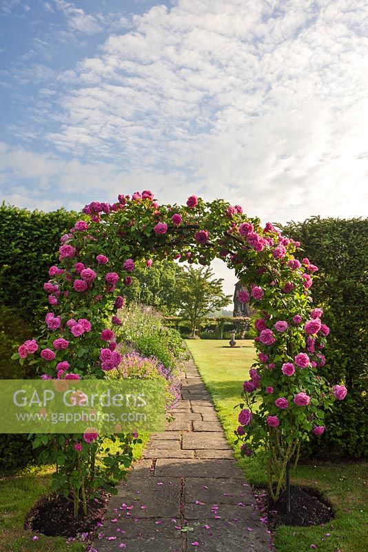Rosa 'Madame Isaac Periere' on a formal rose arch 