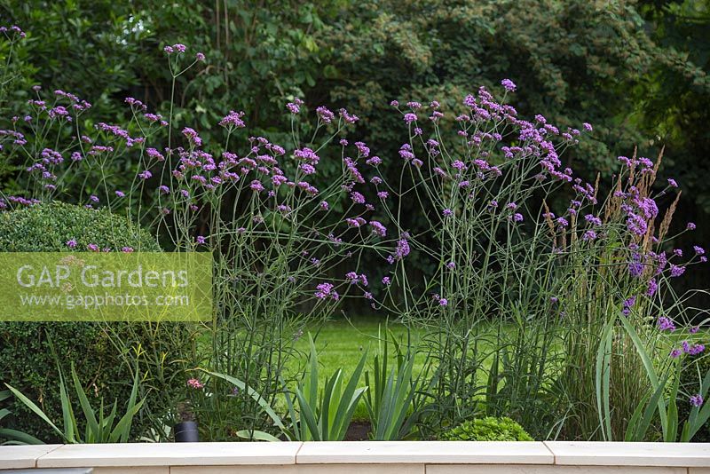 Border of Verbena bonariensis, Calamagrostis x acutiflora 'Karl Foerster' and Buxus sempervirens balls used to give a sense of privacy in the sunken seating area