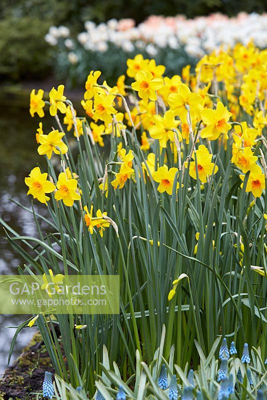 Narcissus 'Pappy George'