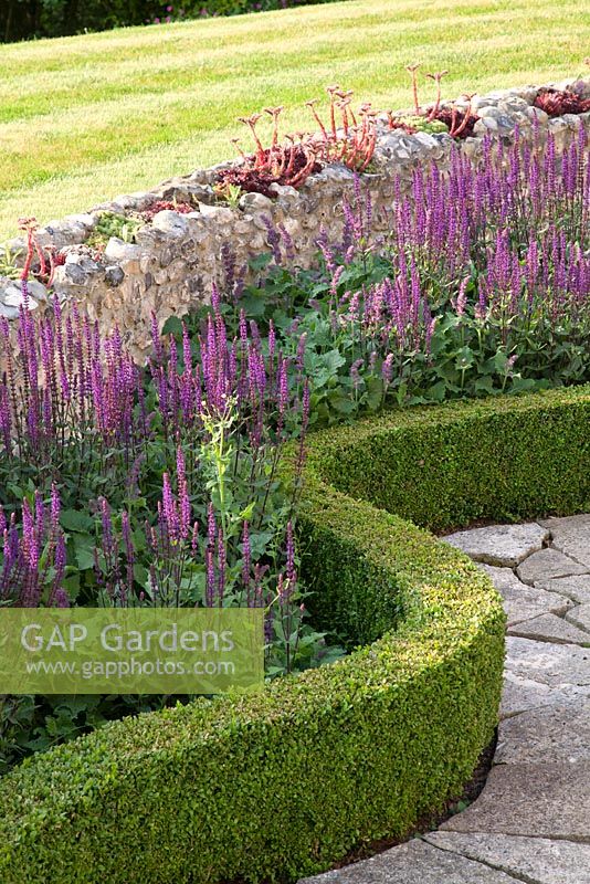 Salvia nemorosa Caradonna with shaped Buxus hedge alongside flint wall planted with Sempervivum and Sedum acre. Follers Manor, Sussex. Designed by: Ian Kitson
