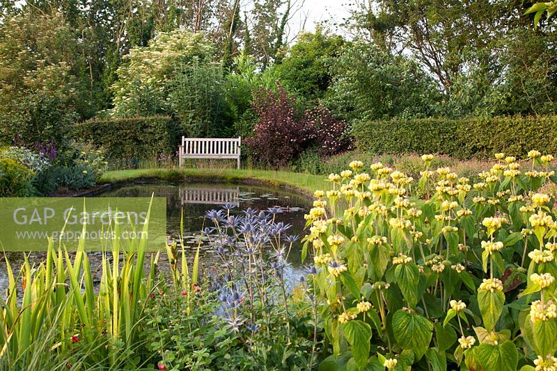 Wooden bench overlooking pond with Phlomis and Eryngium. Follers Manor, Sussex. Designed by: Ian Kitson