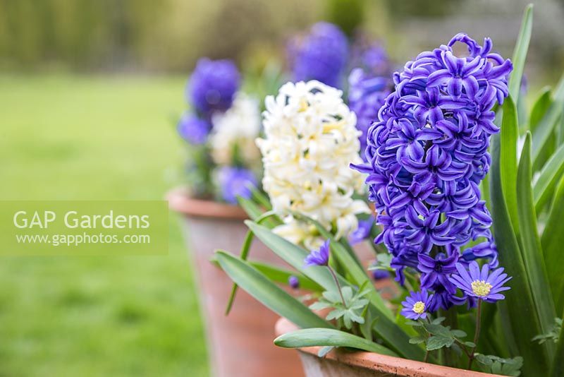Twin pots containing Hyacinthus orientalis 'Blue Jacket' Ocean Breeze mix, Hyacinthus orientalis 'Delft Blue' Ocean Breeze mix, Hyacinthus orientalis 'White Pearl' Ocean Breeze mix, Hyacinthus orientalis 'Sky Jacket' Ocean Breeze mix and Anemone blanda 'Blue Shades'