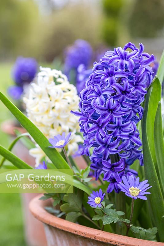 Twin pots containing Hyacinthus orientalis 'Blue Jacket' Ocean Breeze mix, Hyacinthus orientalis 'Delft Blue' Ocean Breeze mix, Hyacinthus orientalis 'White Pearl' Ocean Breeze mix, Hyacinthus orientalis 'Sky Jacket' Ocean Breeze mix and Anemone blanda 'Blue Shades'