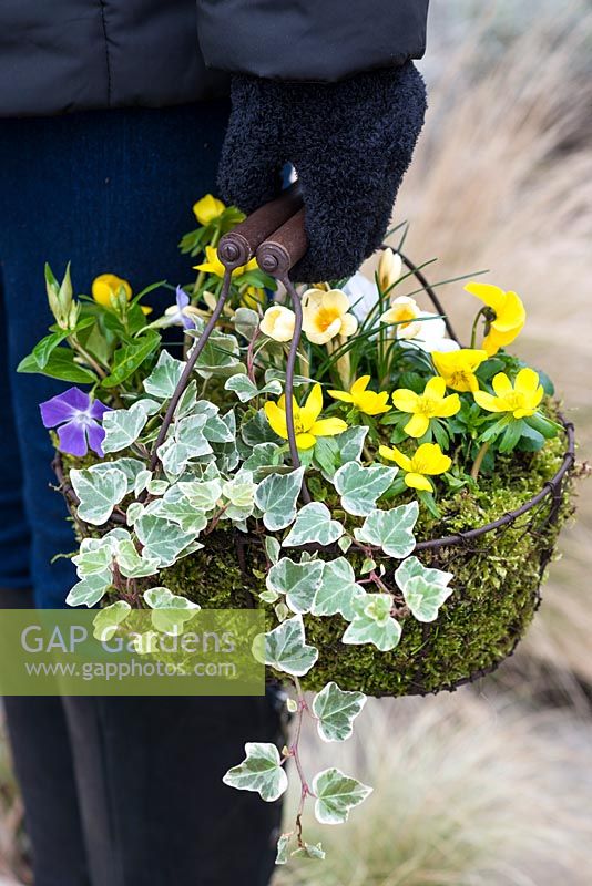 Planting a January Basket, with Crocus 'Cream Beauty', Vinca major, Eranthis hyemalis, Viola 'Penny Lane Mixed' and variegated ivy.