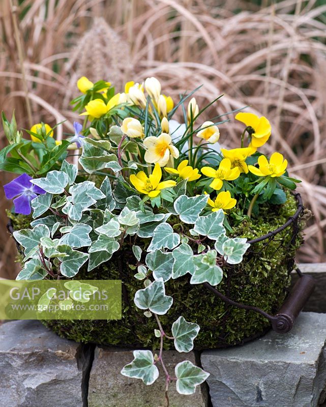 A January basket planted with Crocus 'Cream Beauty', Vinca major, Eranthis hyemalis, Viola 'Penny Lane Mixed' and variegated ivy.