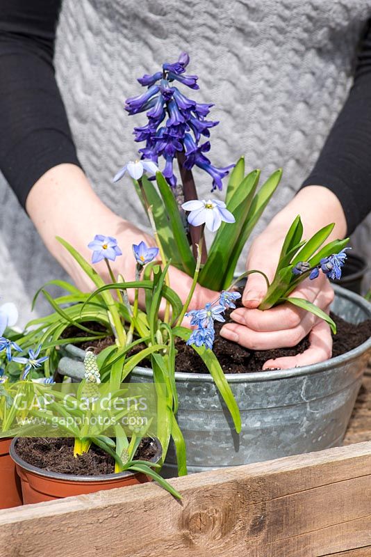 Planting an April Container. Step 5: planting the scillas at the base of the hyacinth.