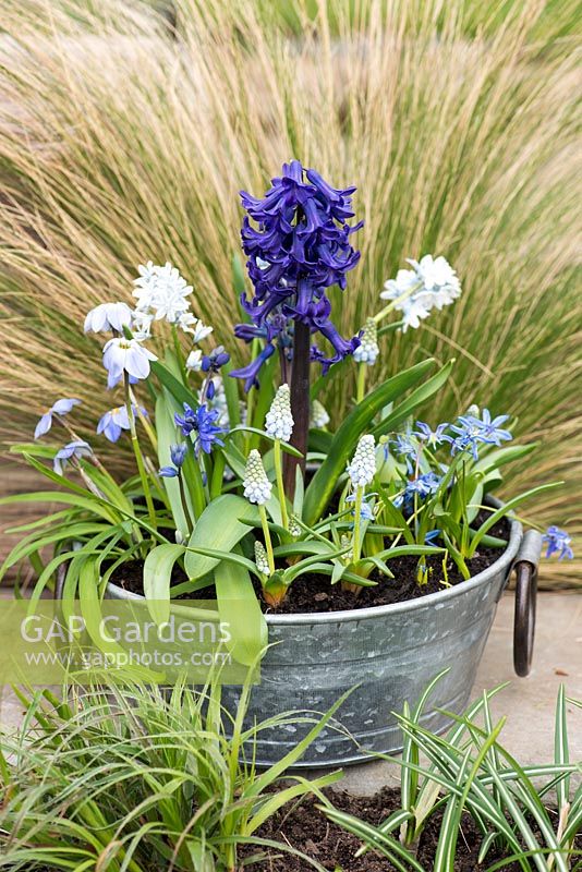 April container planted with all blue bulbs:  Scilla siberica, Puschkinia libanotica, Muscari 'Peppermint', Hyacinth 'Peter Stuyvesant' and Ipheion 'Rolf Fiedler'.