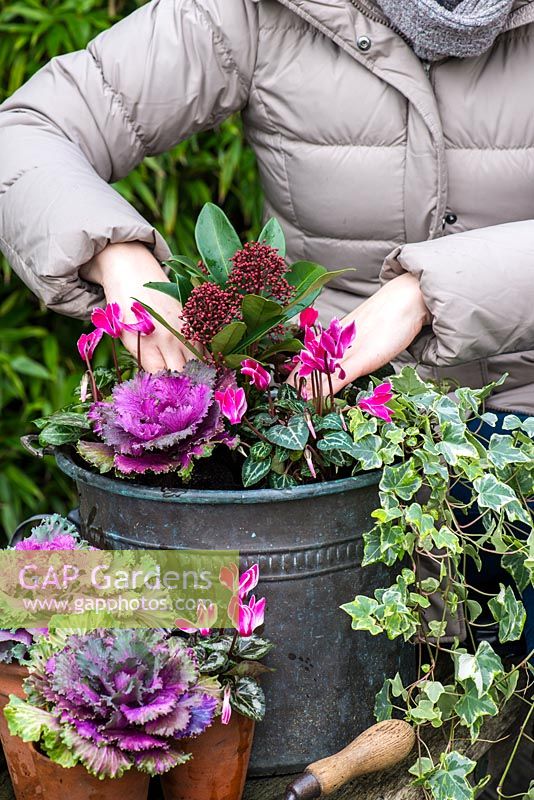 Planting a winter container. Step 8: As an alternative centrepiece, a red budded Skimmia japonica is placed amidst pink Cyclamen hederifolium, trailing variegated ivy and pink ornamental cabbage.