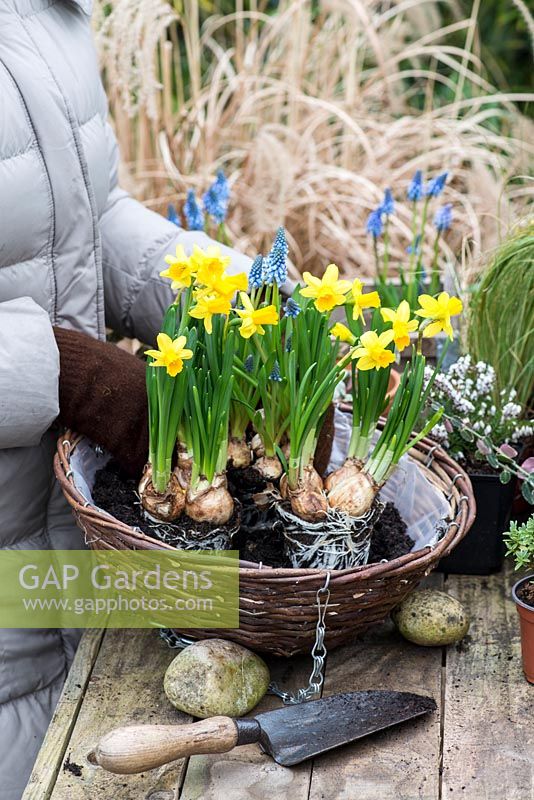 Planting a late winter wicker hanging basket. Step 3 : Place the taller Muscari armeniacum bulbs with the Narcissus 'Tete-a-Tete', again leave a small space in the very centre.