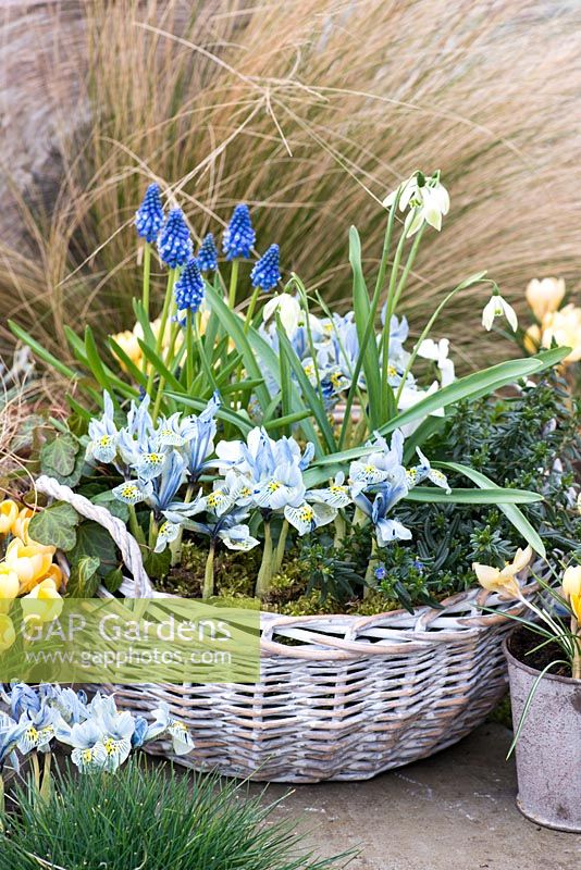 A February basket planted with Galanthus 'Cowhouse Green', Muscari armeniacum, Lithodora diffusa 'Heavenly Blue', Iris reticulata 'Katharine Hodgkin and ivy. Edged in pots of Crocus 'Cream Beauty'.