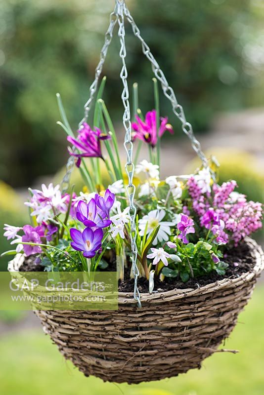 March hanging basket planted with Chionodoxa forbesii 'Pink Beauty', Crocus 'Ruby Giant', Iris reticulata 'J S Dijt', Anemone blanda, Erica x darleyensis 'Bert' and violas.